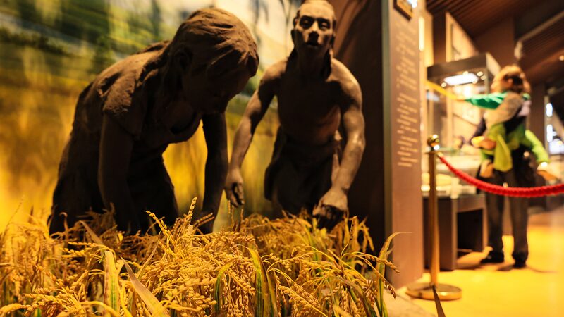 10,000-Year-Old Rice Secrets Unearthed by Chinese Researchers 🌾🔍 10_000_Year_Old_Rice_Secrets_Unearthed_by_Chinese_Researchers___