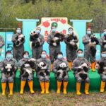 13_Panda_Cubs_Debut_in_Festive_Sichuan_Celebration___