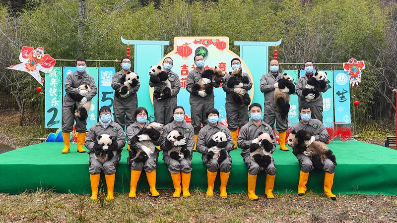 13_Panda_Cubs_Debut_in_Festive_Sichuan_Celebration___