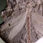 165M_Year_Old_Dragonfly_Fossil_Unearthed_in_Inner_Mongolia___ video poster