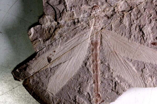 165M-Year-Old Dragonfly Fossil Unearthed in Inner Mongolia 🌿✋ 165M_Year_Old_Dragonfly_Fossil_Unearthed_in_Inner_Mongolia___ video poster