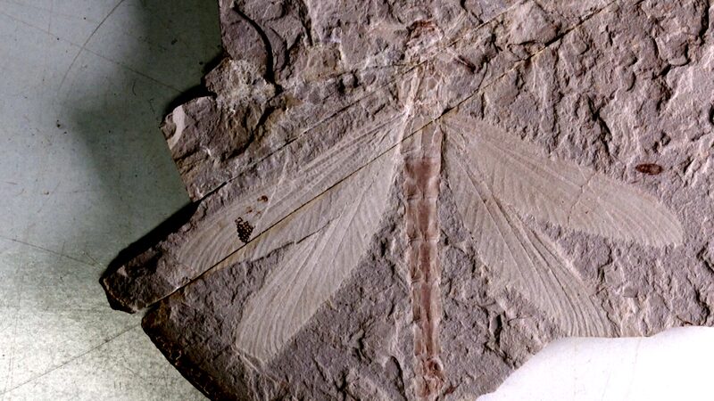 165M_Year_Old_Dragonfly_Fossil_Unearthed_in_Inner_Mongolia___ video poster