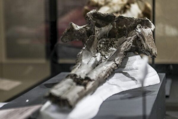 16-Million-Year-Old River Dolphin Skull Discovered in Peru 🐬🌎 16_Million_Year_Old_River_Dolphin_Skull_Discovered_in_Peru___