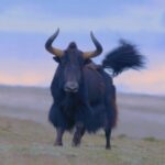 1_Year_of_Ecological_Monitoring__Qinghai_Xizang_Plateau_Sees_Conservation_Boost___ video poster