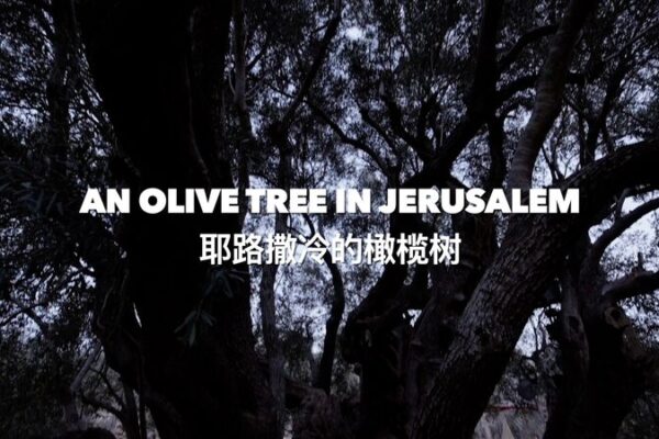 5,000-Year-Old Olive Tree Stands Amid Ongoing Conflict in Al-Walaja 5_000_Year_Old_Olive_Tree_Stands_Amid_Ongoing_Conflict_in_Al_Walaja video poster