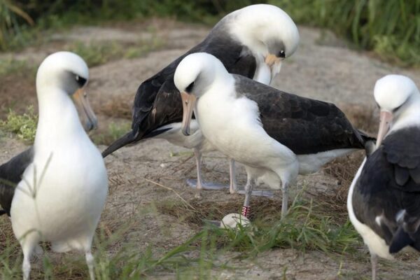 74-Year-Old Albatross Wisdom Becomes World’s Oldest Bird Mom 🐣🌊 74_Year_Old_Albatross_Wisdom_Becomes_World_s_Oldest_Bird_Mom___