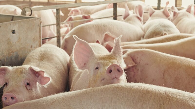 AI Deciphers Pig Sounds 🐖 to Enhance Farm Animal Welfare AI_Deciphers_Pig_Sounds___to_Enhance_Farm_Animal_Welfare