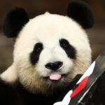 Adelaide_s_Giant_Pandas_Head_Home_to_China___