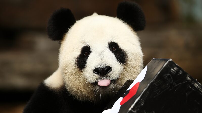 Adelaide_s_Giant_Pandas_Head_Home_to_China___