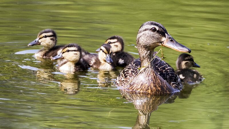 Adorable_Mallard_Ducklings_Thrive_in_Beijing_s_Revived_Green_Park - 🌍NewspaperAmigo – Your Global News Buddy 🗞️ Adorable_Mallard_Ducklings_Thrive_in_Beijing_s_Revived_Green_Park