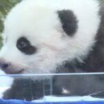 Adorable_Panda_Cub_Celebrates_100_Days_of_Health_at_S__China_Zoo___ video poster