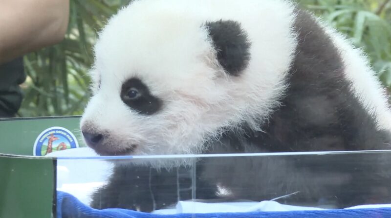 Adorable_Panda_Cub_Celebrates_100_Days_of_Health_at_S__China_Zoo____poster - 🌍NewspaperAmigo – Your Global News Buddy 🗞️ Adorable_Panda_Cub_Celebrates_100_Days_of_Health_at_S__China_Zoo___ video poster