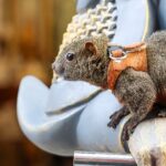 Adorable_Squirrel_Steals_Spotlight_at_China_s_Ancient_Yungang_Grottoes____