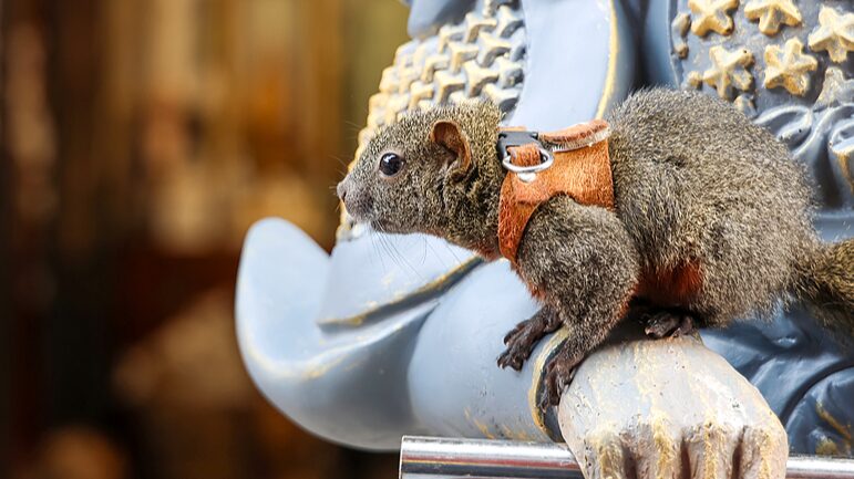 Adorable_Squirrel_Steals_Spotlight_at_China_s_Ancient_Yungang_Grottoes____ - 🌍NewspaperAmigo – Your Global News Buddy 🗞️ Adorable_Squirrel_Steals_Spotlight_at_China_s_Ancient_Yungang_Grottoes____
