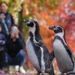 Adventurous_Penguins_Delight_Nanjing_Visitors_on_Scenic_Mountain_Tours____