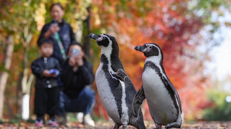 Adventurous_Penguins_Delight_Nanjing_Visitors_on_Scenic_Mountain_Tours____ - 🌍NewspaperAmigo – Your Global News Buddy 🗞️ Adventurous_Penguins_Delight_Nanjing_Visitors_on_Scenic_Mountain_Tours____
