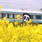 All_Aboard__China_s_Panda_Paradise_Train_Rolls_Out___