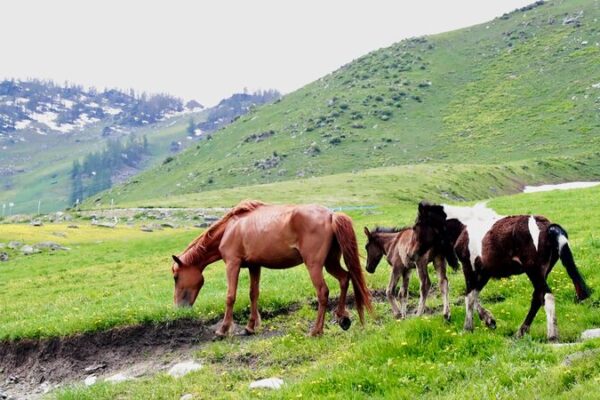 Altay: Xinjiang’s Secret Summer Paradise for Wildlife 🌿🐴 Altay__Xinjiang_s_Secret_Summer_Paradise_for_Wildlife___