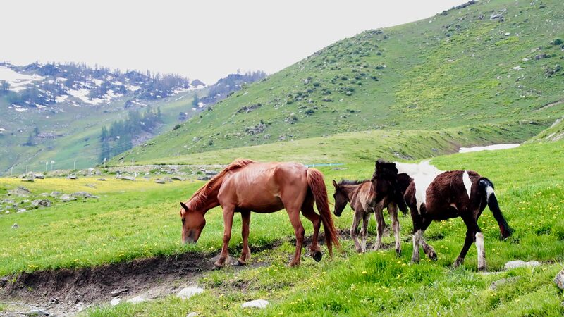 Altay__Xinjiang_s_Secret_Summer_Paradise_for_Wildlife___