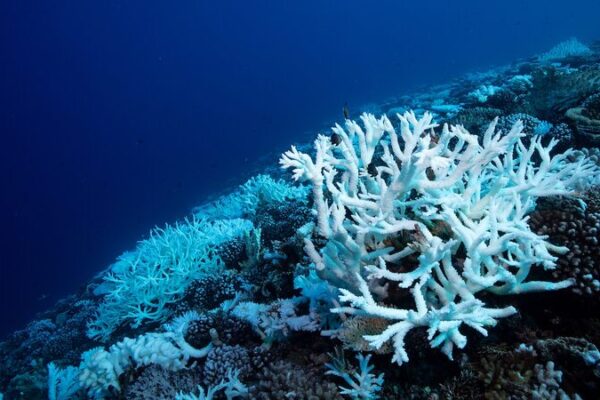 Ancient Climate Crisis Mirrors Today’s Ocean Acidification Risks 🌊🔥 Ancient_Climate_Crisis_Mirrors_Today_s_Ocean_Acidification_Risks___