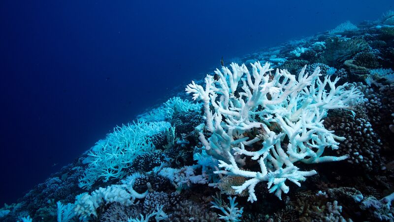 Ancient_Climate_Crisis_Mirrors_Today_s_Ocean_Acidification_Risks___