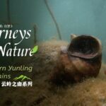 Ancient_Giant_Snail_Thrives_in_Yunnan_s_Erhai_Lake___ video poster