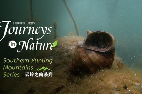 Ancient Giant Snail Thrives in Yunnan’s Erhai Lake 🐚🌊 Ancient_Giant_Snail_Thrives_in_Yunnan_s_Erhai_Lake___ video poster