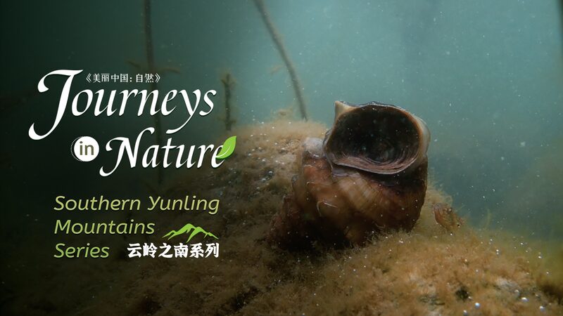 Ancient_Giant_Snail_Thrives_in_Yunnan_s_Erhai_Lake____poster - 🌍NewspaperAmigo – Your Global News Buddy 🗞️ Ancient_Giant_Snail_Thrives_in_Yunnan_s_Erhai_Lake___ video poster