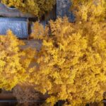 Ancient_Ginkgo_Tree_Dons_Golden__Armor__in_Shandong___