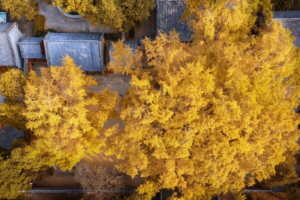 Ancient Ginkgo Tree Dons Golden ‘Armor’ in Shandong 🌟🍂 Ancient_Ginkgo_Tree_Dons_Golden__Armor__in_Shandong___