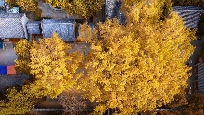 Ancient_Ginkgo_Tree_Dons_Golden__Armor__in_Shandong___