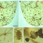 Ancient_Marine_Worm_Unearthed_in_100_Million_Year_Old_Amber___