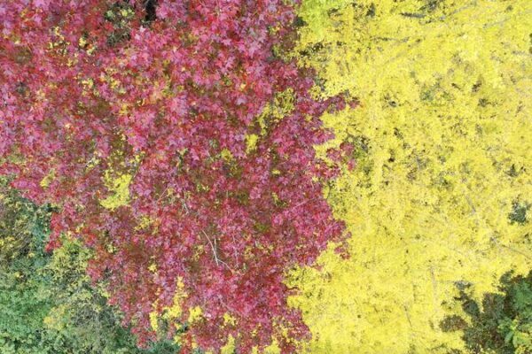 Ancient ‘Couple Trees’ Light Up Guizhou Village in Winter 🍁💛 Ancient__Couple_Trees__Light_Up_Guizhou_Village_in_Winter___ video poster