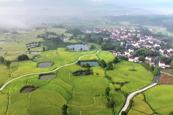 Anhui’s Terraced Fields Bloom into Golden Harvest Season 🌾🏞️ Anhui_s_Terraced_Fields_Bloom_into_Golden_Harvest_Season____ video poster