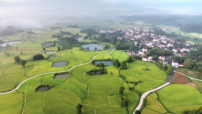Anhui_s_Terraced_Fields_Bloom_into_Golden_Harvest_Season_____poster - 🌍NewspaperAmigo – Your Global News Buddy 🗞️ Anhui_s_Terraced_Fields_Bloom_into_Golden_Harvest_Season____ video poster