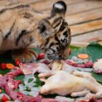 Animals_Feast_for_Chinese_New_Year_at_Yunnan_Wildlife_Park___