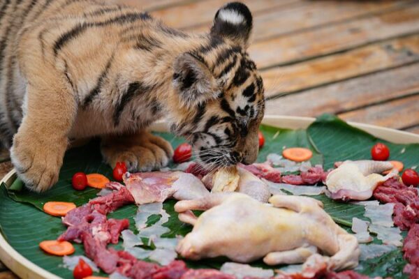 Animals Feast for Chinese New Year at Yunnan Wildlife Park 🐼🎉 Animals_Feast_for_Chinese_New_Year_at_Yunnan_Wildlife_Park___
