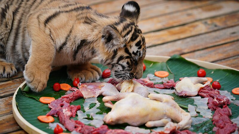 Animals_Feast_for_Chinese_New_Year_at_Yunnan_Wildlife_Park___