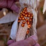 Argentina_Decodes_Leafhopper_Genome_to_Save_Corn_Crops___