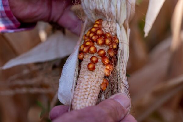 Argentina Decodes Leafhopper Genome to Save Corn Crops 🌽🔬 Argentina_Decodes_Leafhopper_Genome_to_Save_Corn_Crops___