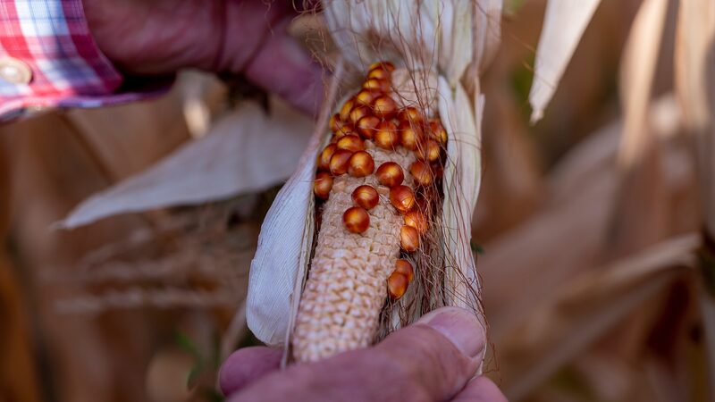 Argentina_Decodes_Leafhopper_Genome_to_Save_Corn_Crops___