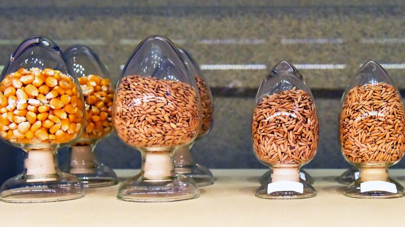 Asia_s_Largest_Wildlife_Seed_Bank_Safeguards_11_000__Plant_Species___ - 🌍NewspaperAmigo – Your Global News Buddy 🗞️ Asia_s_Largest_Wildlife_Seed_Bank_Safeguards_11_000__Plant_Species___