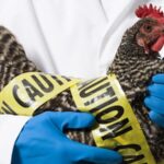 Australia_Launches_Wild_Animal_Vaccination_Drive_Against_H5N1___