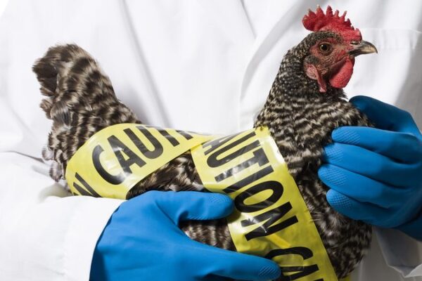 Australia Launches Wild Animal Vaccination Drive Against H5N1 🐨💉 Australia_Launches_Wild_Animal_Vaccination_Drive_Against_H5N1___