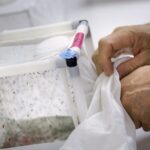 Australia_Unleashes_GM_Mosquitoes_to_Combat_Deadly_Diseases___