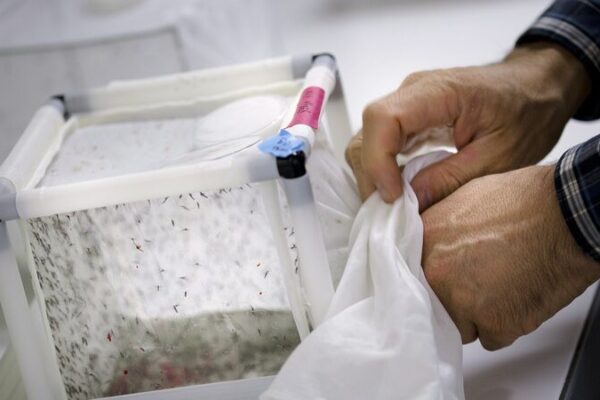 Australia Unleashes GM Mosquitoes to Combat Deadly Diseases 🦟🔬 Australia_Unleashes_GM_Mosquitoes_to_Combat_Deadly_Diseases___