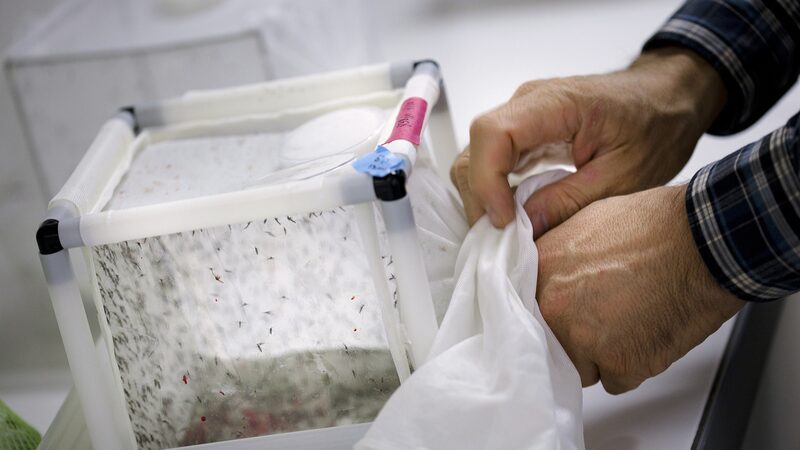 Australia_Unleashes_GM_Mosquitoes_to_Combat_Deadly_Diseases___