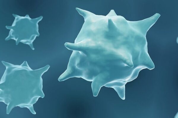 Australian Scientists Discover Game-Changing Cells for Tissue Repair 🌟 Australian_Scientists_Discover_Game_Changing_Cells_for_Tissue_Repair__