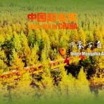 Autumn_Bliss__Exploring_Moerdaoga_s_Vibrant_Forest_in_Inner_Mongolia___ video poster