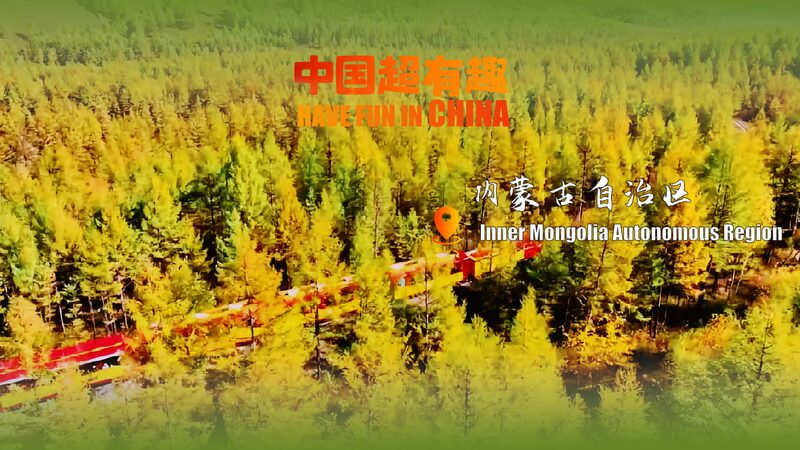 Autumn_Bliss__Exploring_Moerdaoga_s_Vibrant_Forest_in_Inner_Mongolia____poster - 🌍NewspaperAmigo – Your Global News Buddy 🗞️ Autumn_Bliss__Exploring_Moerdaoga_s_Vibrant_Forest_in_Inner_Mongolia___ video poster